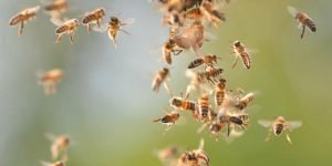 النحل يتصرف طبقا للقواعد التي يتبعها مخ الإنسان.. افهم نحلة تفهم البني آدمين