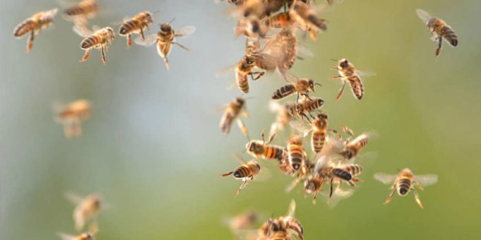 النحل يتصرف طبقا للقواعد التي يتبعها مخ الإنسان.. افهم نحلة تفهم البني آدمين